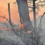 Sutomore: Požar na Golom brdu