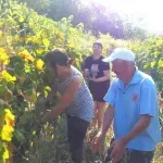 Berba vinograda čuva duh Crmnice