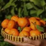 Mandarine su prava riznica zdravlja, ali s njima ne treba pretjerivati