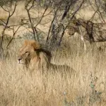 Drama u Africi: Pronađeno deset mrtvih lavova