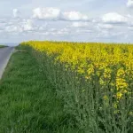 Sjutra sunčano, do 26 stepeni