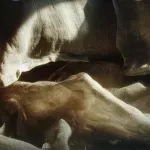 Opera za tri ženska glasa