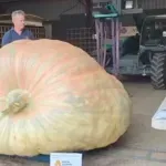 (VIDEO) Bundeva teža od automobila: Britanac uzgojio diva od skoro 1.300 kilograma, a ono što će uraditi s njom iznenadiće vas