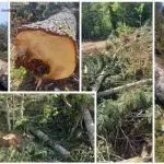 Uprava za šume odbacila navode o zloupotrebama i pozvala nadležne da reaguju