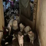 (VIDEO) Rijeka: U stanu od 47 kvadrata pronađeno oko 70 mačaka