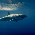 U Brazilu zaplijenjeno 17 tona peraja ajkula, pošiljka prijavljena kao zamrznute sardine