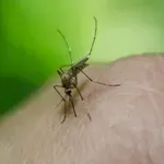 Četiri osobe preminule od virusa Zapadnog Nila u Grčkoj