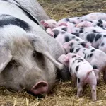 SRCE: Afrička kuga svinja najviše pogađa mala gazdinstva, država da isplati naknadu štete