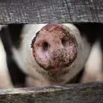 Zatvorena stočna pijaca u Obrenovcu zbog afričke kuge svinja
