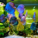 Izdati lokacijski uslovi za izgradnju Akvarijuma na Ušću