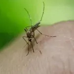 U Severnoj Makedoniji 38 slučajeva groznice Zapadnog Nila i četiri smrtna slučaja