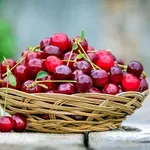 Počinje berba višanja na jugu Srbije, voćari nezadovoljni otkupnom cenom