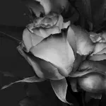 Preminuo novinar i književnik Ivan Rajović