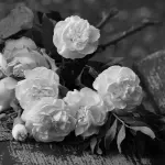 Najnežnija subverzivka: O tridesetogodišnjici smrti Biljane Jovanović