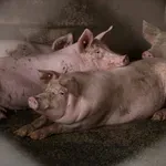 Afrička kuga u velikoj farmi u Hrtkovcima: Ukloniće se više od 10.000 svinja