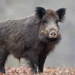 Kuda (bre) idu divlje svinje?