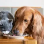 Svetski dan napuštenih životinja: Svaki treći pas i mačka nemaju dom – kako doneti pravu odluku pre uzimanja ljubimca?