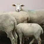Ovčije boginje u Severnoj Makedoniji: Uginulo oko 10.000 ovaca