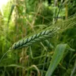 Poljoprivrednici Banata: Pravdanje računima subvencije od 18.000 dinara po hektaru – neprihvatljivo