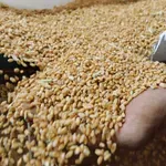 Egipat zainteresovan za uvoz srpske pšenice i kukuruza