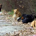 Kreni-Promeni: Masovno trovanje životinja u Svilajncu
