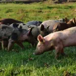 U šabačkom kraju širi se zaraza afričke kuge svinja