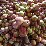 Poljska – EU lider u proizvodnji jabuka povećava organske zasade tog voća