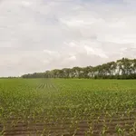 Kad izgubite parcelu za nekoliko dinara