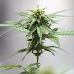 Policija u plasteniku pronašla 72 stabljike kanabisa