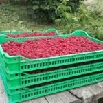 Šta pokazuju prvi nalazi monitoringa zasada maline u Srbiji?