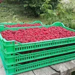 Francuzi zadržali isporuku malina iz Srbije zbog prisustva kadmijuma