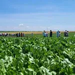 Počinje setva šećerne repe