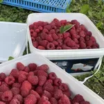 U 2025. godini slab rod, ali dobra cena: Ko su najveći proizvođači i izvoznici malina?