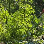 Akcija mapiranja drveća u Košutnjaku za očuvanje prirode Beograda