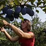RZS: Veći rod voća, pšenice i kukuruza, a manji soje i šećerne repe