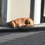 Vreme danas pretežno sunčano i toplo