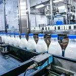 Odlaže se primena niže granice za aflatoksin u mleku, stroža pravila tek od decembra 2026. godine