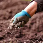 Poljoprivrednici Srbije: Mineralnih đubriva ima dovoljno, ali je skupo i rastu troškovi proizvodnje