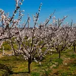 Kajsije procvetale prerano, voćari se nadaju da neće biti mraza