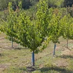 Prvi put u Srbiji: U Međi kod Zrenjanina primenjen sistem za grejanje voćnjaka toplim vazduhom, spas od mraza