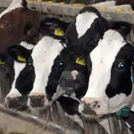 Ministarstvo poljoprivrede: Neutemeljeno smanjenje otkupne cene mleka i pritisci neće biti ignorisani