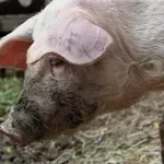 Hrvatska pooštrava mere zbog afričke kuge svinja