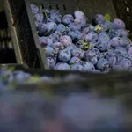 Aleksić (NPS): Srpski voćar seče šljivik pošto ne može da pokrije troškove proizvodnje