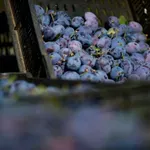 Aleksić (NPS): Srpski voćar seče šljivik pošto ne može da pokrije troškove proizvodnje
