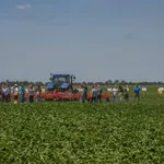 NPS: Poljoprivrednicima ništa ne znače novi programi ako država ne izvršava obaveze iz postojećih