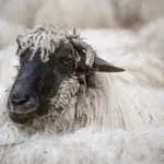 Glamočić sa ambasadorkom Izraela o izvozu ovaca i goveda