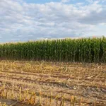 Ministarstvo poljoprivrede: Vlada Srbije usvojila uredbu o raspodeli podsticaja u poljoprivredi i ruralnom razvoju