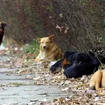 Krivična prijava protiv Aleksinčanke (50) zbog sumnje da je otrovala pse