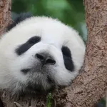 Kineska ambasada u Parizu obećala da će ponovo poslati džinovske pande Francuskoj