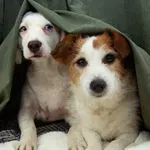 Jednostavni načini da umirite svog psa tokom vatrometa